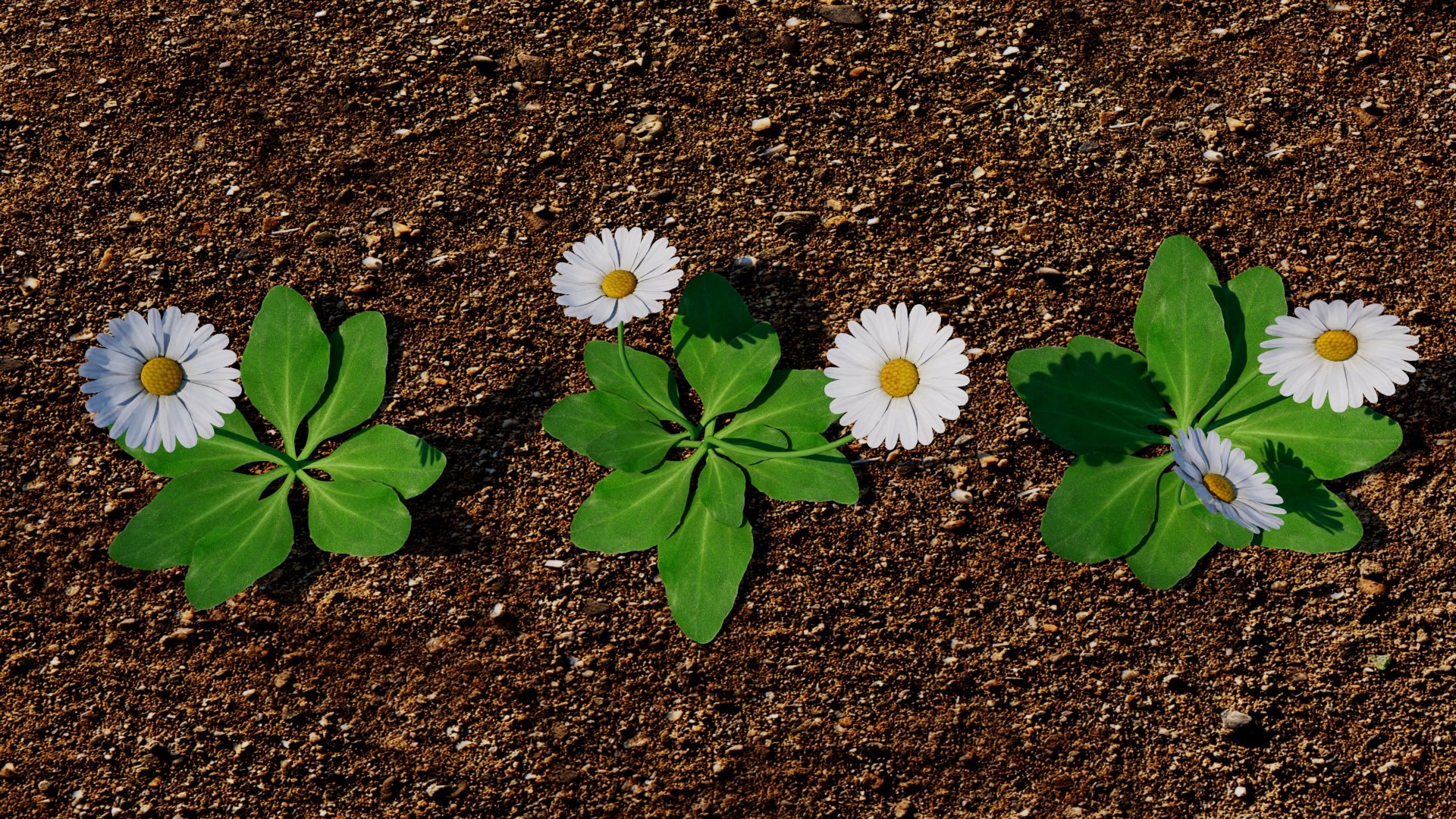 Bellis 3D model https://p.turbosquid.com/ts-thumb/7x/a8Kp9m/Al/bellis_07/jpg/1784851605/1920x1080/fit_q87/a511a88b36c88f0442eee9c4fcf284091c96516c/bellis_07.jpg
