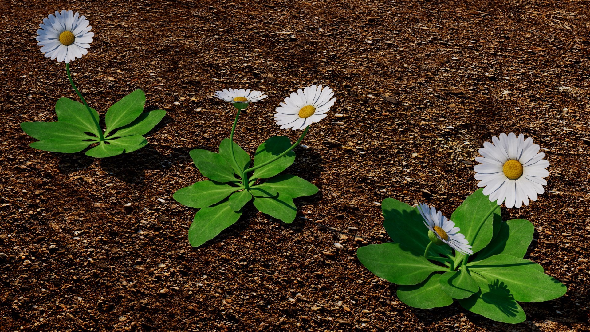 Bellis 3D model https://p.turbosquid.com/ts-thumb/7x/a8Kp9m/KP/bellis_02/jpg/1784851603/1920x1080/fit_q87/a4d9b4289779b603069229030274cdcc65e33e1f/bellis_02.jpg