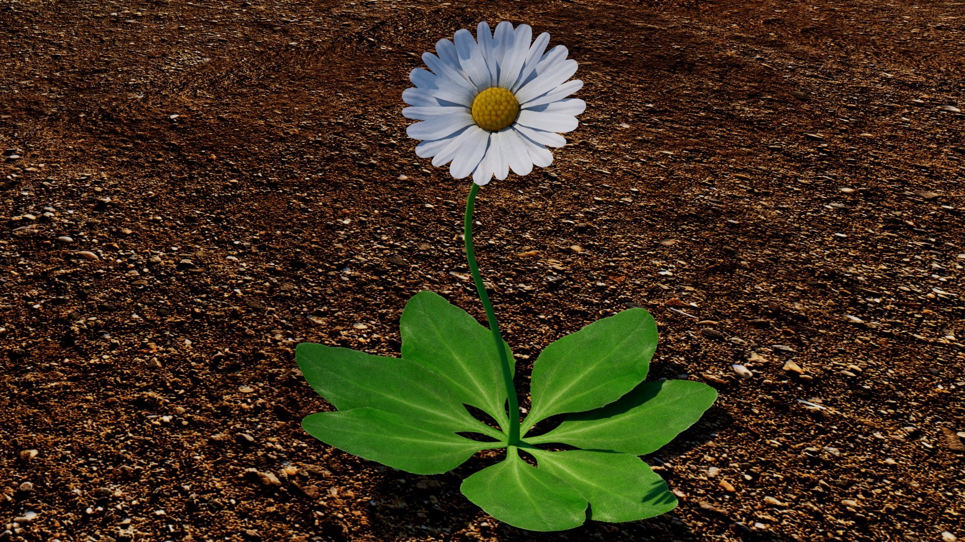 Bellis 3D model https://p.turbosquid.com/ts-thumb/7x/a8Kp9m/Qk/bellis_04/jpg/1784851603/1920x1080/fit_q87/65e5b69c84158e04420c4fa0a5e1c4f9ab539dc5/bellis_04.jpg