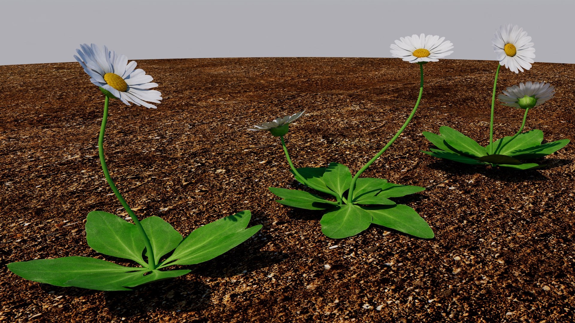 Bellis 3D model https://p.turbosquid.com/ts-thumb/7x/a8Kp9m/R0/bellis_08/jpg/1784851605/1920x1080/fit_q87/7fbf33f52312fa682a23d81bd7b1705734d4d8d2/bellis_08.jpg