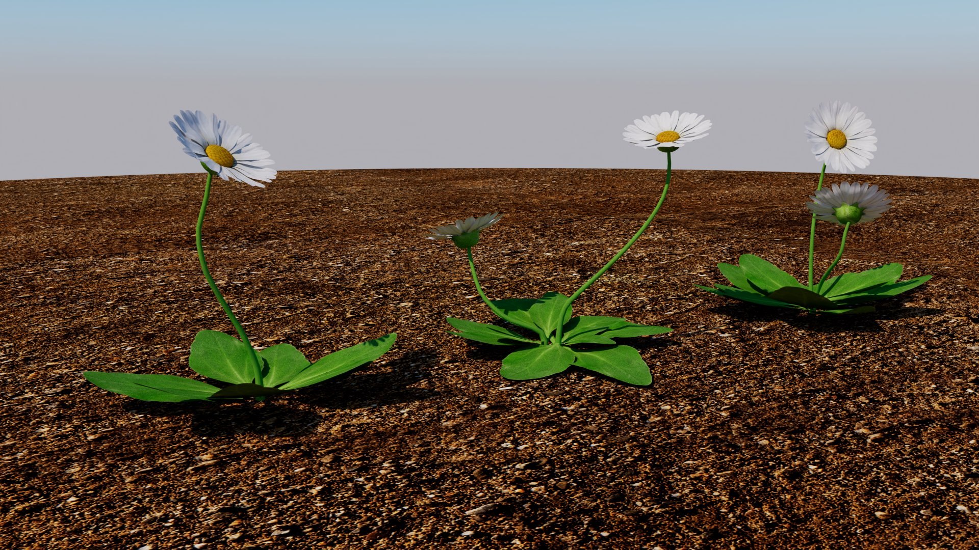 Bellis 3D model https://p.turbosquid.com/ts-thumb/7x/a8Kp9m/Sn/bellis_03/jpg/1784851603/1920x1080/fit_q87/66d95f117d19d7c84e7129de7538d239874da440/bellis_03.jpg