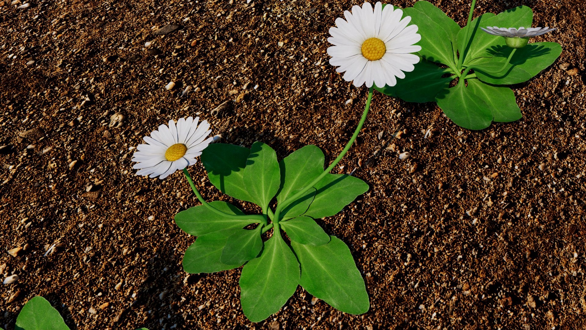 Bellis 3D model https://p.turbosquid.com/ts-thumb/7x/a8Kp9m/We/bellis_05/jpg/1784851604/1920x1080/fit_q87/f35a5b7cbe962fc67c787edaccefaa1952adc7e0/bellis_05.jpg