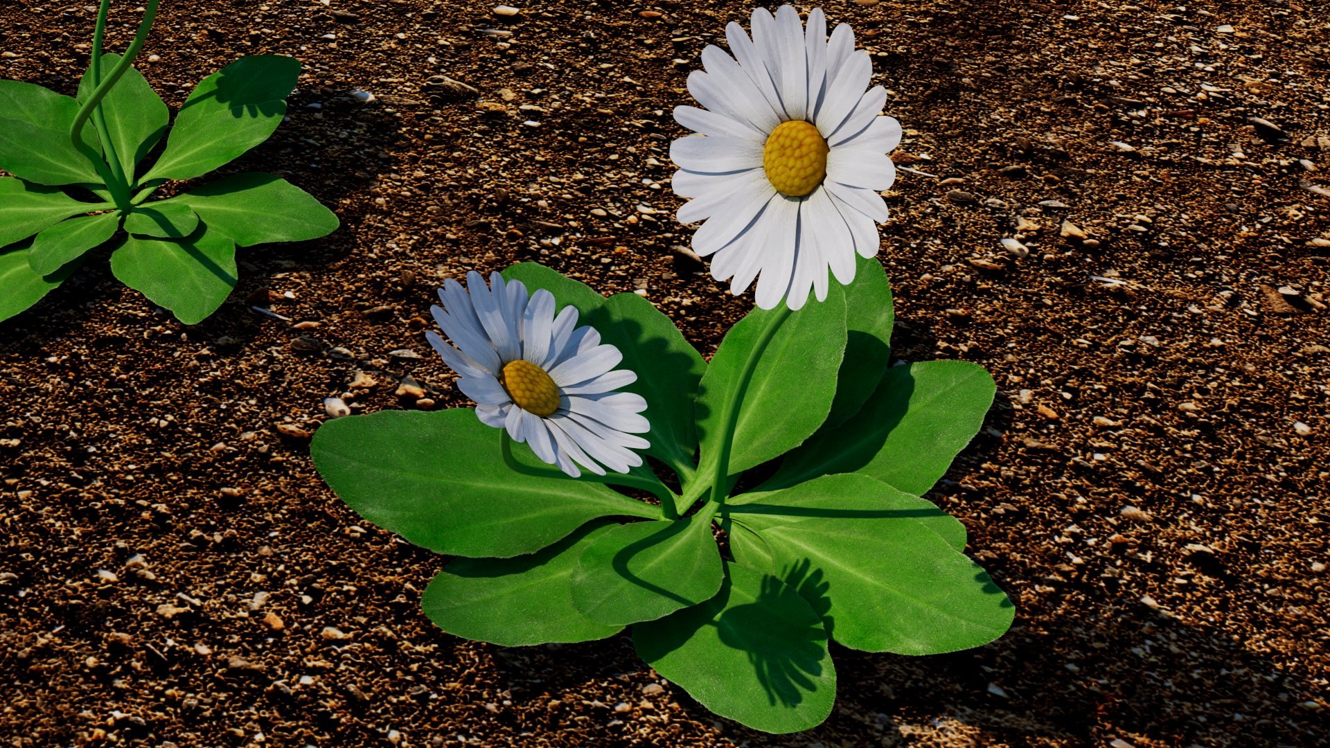 Bellis 3D model https://p.turbosquid.com/ts-thumb/7x/a8Kp9m/qJ/bellis_06/jpg/1784851605/1920x1080/fit_q87/c09ec36141c31daef656292b0436ddbbde6fe37b/bellis_06.jpg