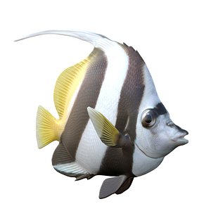 Longfin Bannerfish 3D model