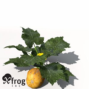 XfrogPlants Squash