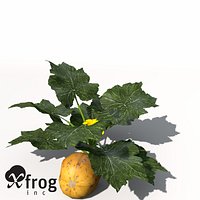 XfrogPlants Squash