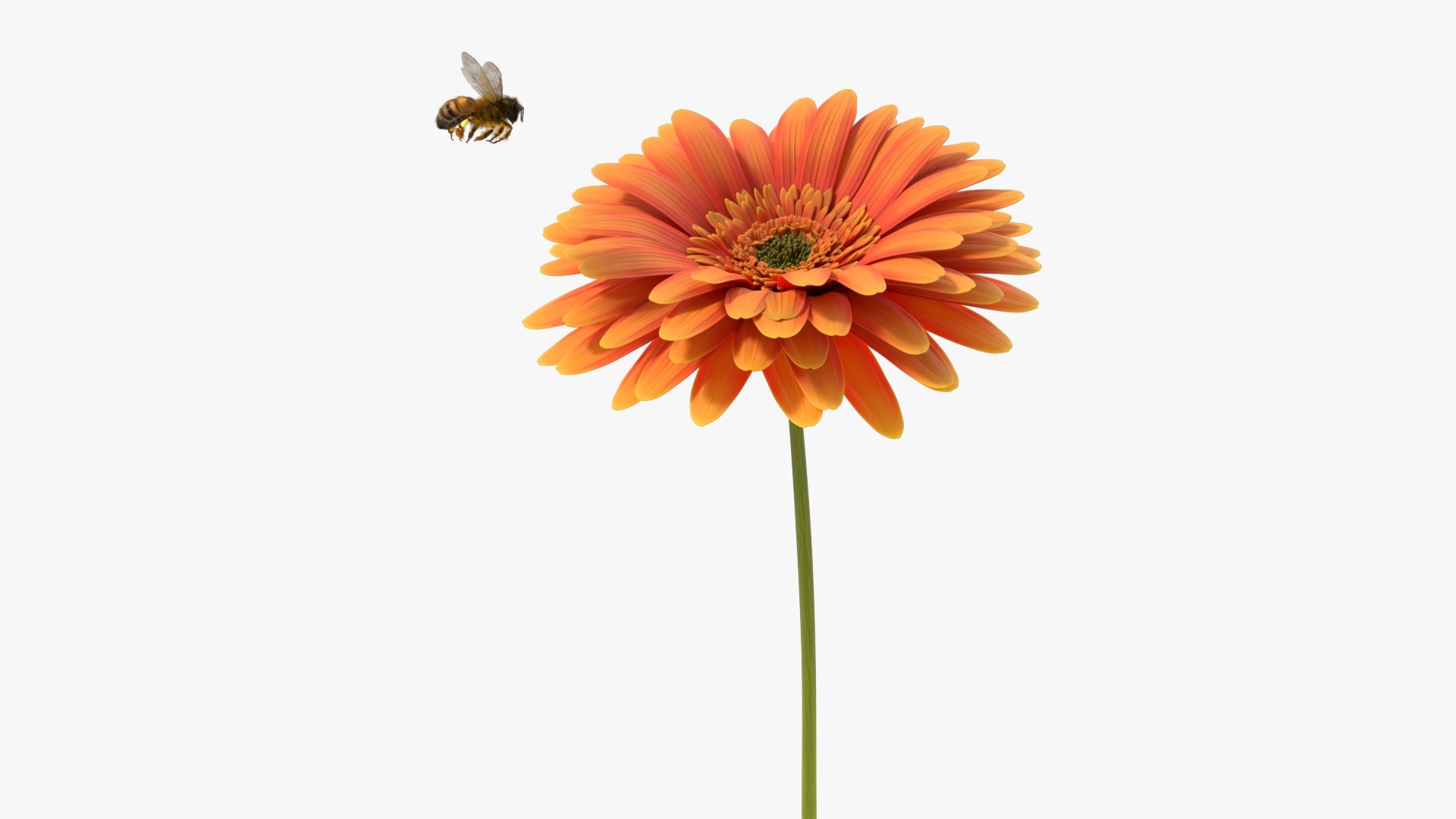 Bee Pollinates Flower Animated Fur Rigged For Blender 3D model preview