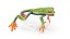 Red-Eyed Tree Frog