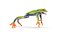 Red-Eyed Tree Frog