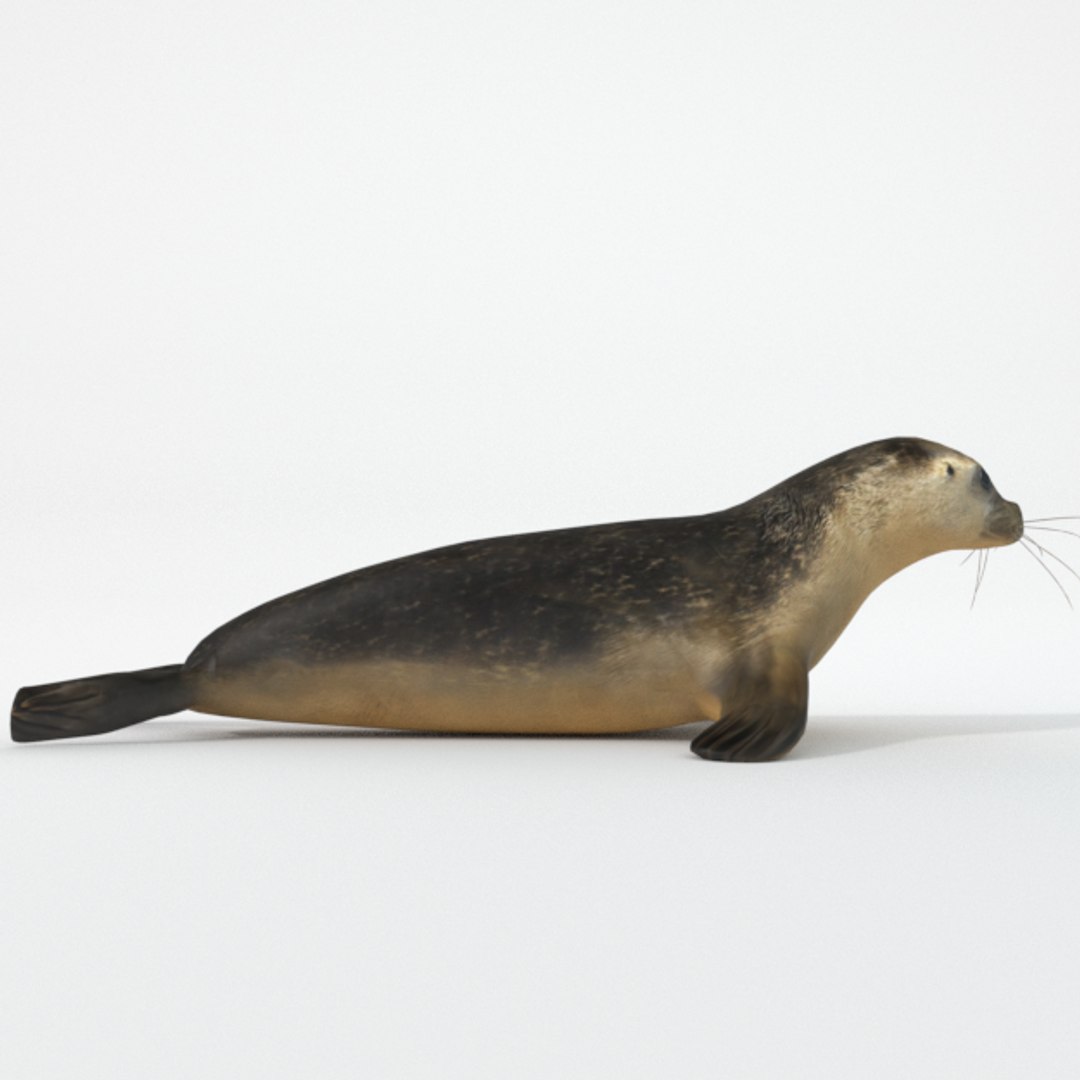 3D 16 marine animals model https://p.turbosquid.com/ts-thumb/7y/fXd0sS/0WM0numx/seal_realistic_side/png/1536893227/1920x1080/fit_q87/f4d74c459fab75523c66858e76372d920a747f0d/seal_realistic_side.jpg