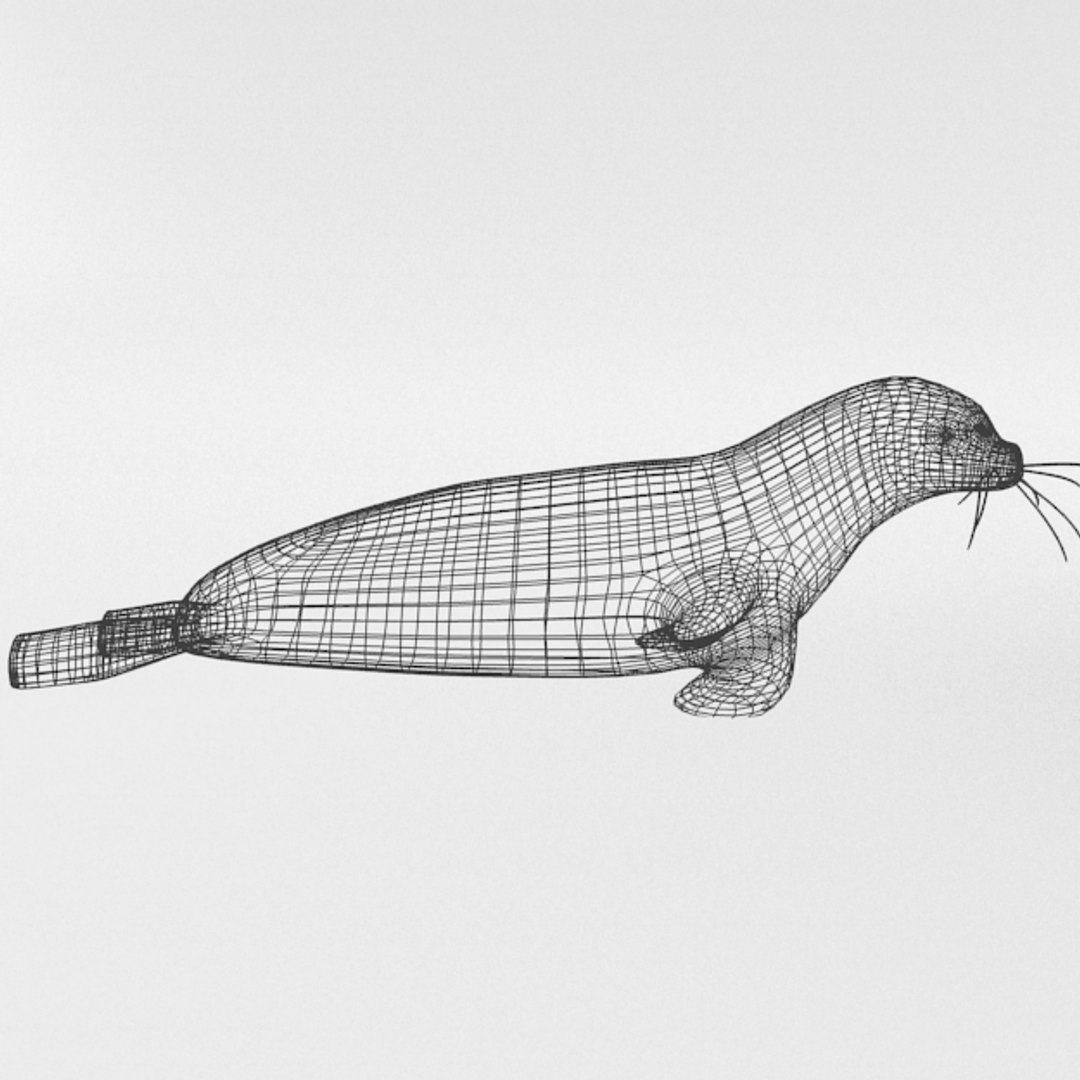 3D 16 marine animals model https://p.turbosquid.com/ts-thumb/7y/fXd0sS/4maiXJ6t/seal_realistic_side_wire/png/1536893227/1920x1080/fit_q87/383a3185b7c8d0df3818df0e39758eea063f7d40/seal_realistic_side_wire.jpg