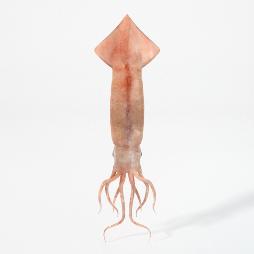3D 16 marine animals model https://p.turbosquid.com/ts-thumb/7y/fXd0sS/59ZSOcPu/squid_realistic_front/png/1536893227/1920x1080/fit_q87/a1c84767085c652f041bf4ce6330386da3282b45/squid_realistic_front.jpg