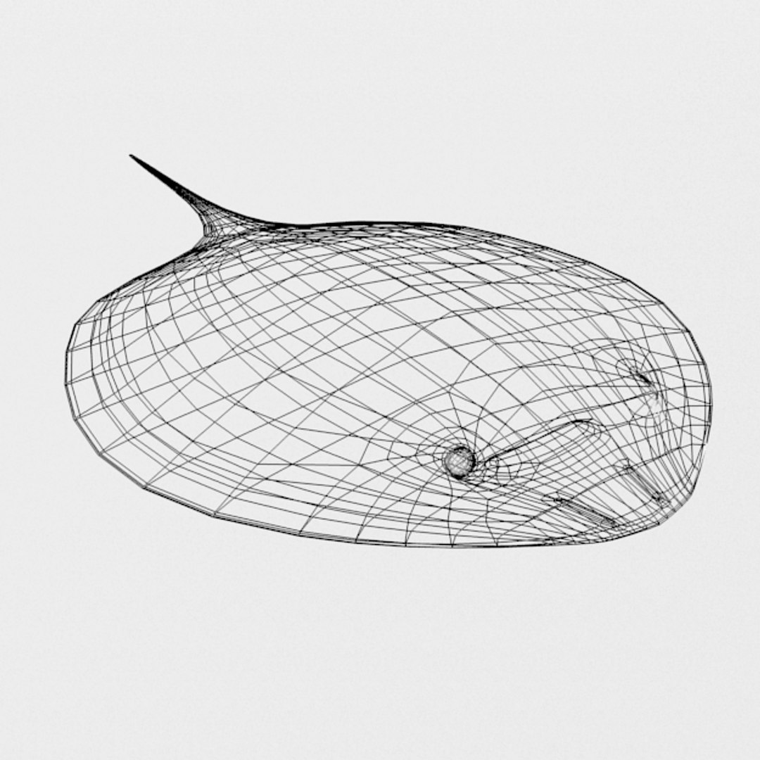 3D 16 marine animals model https://p.turbosquid.com/ts-thumb/7y/fXd0sS/5k94OdY2/stingray_realistic_wire/png/1536893228/1920x1080/fit_q87/7f8aa758b0d7670573ec5085c215cafd12657ffe/stingray_realistic_wire.jpg