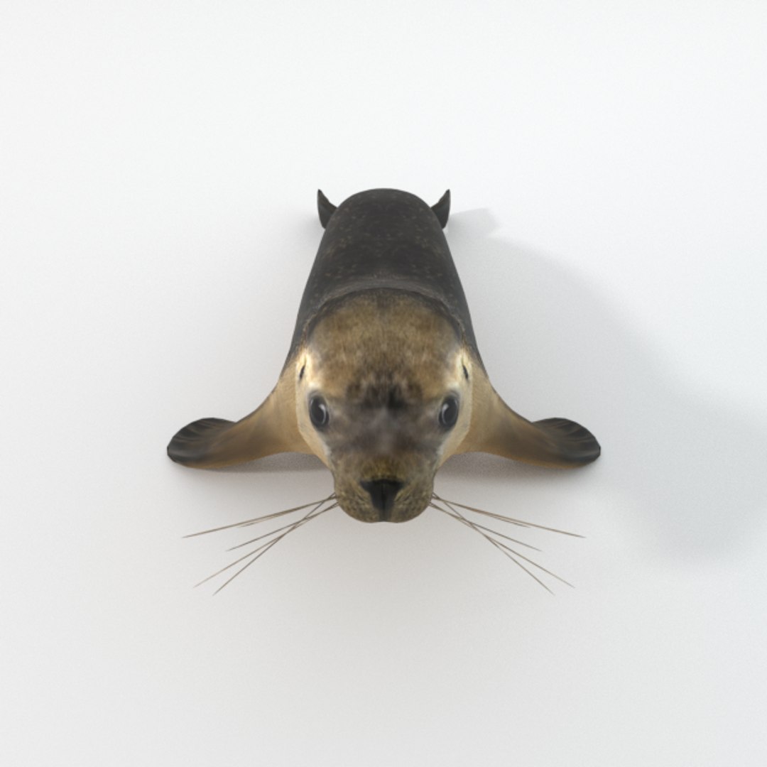3D 16 marine animals model https://p.turbosquid.com/ts-thumb/7y/fXd0sS/BMJxtVTV/seal_realistic_front/png/1536893227/1920x1080/fit_q87/5eebf21700d03a061ebdd3e8497f20270bc17382/seal_realistic_front.jpg