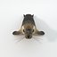 16 Marine Animals Pack - Animal Collection