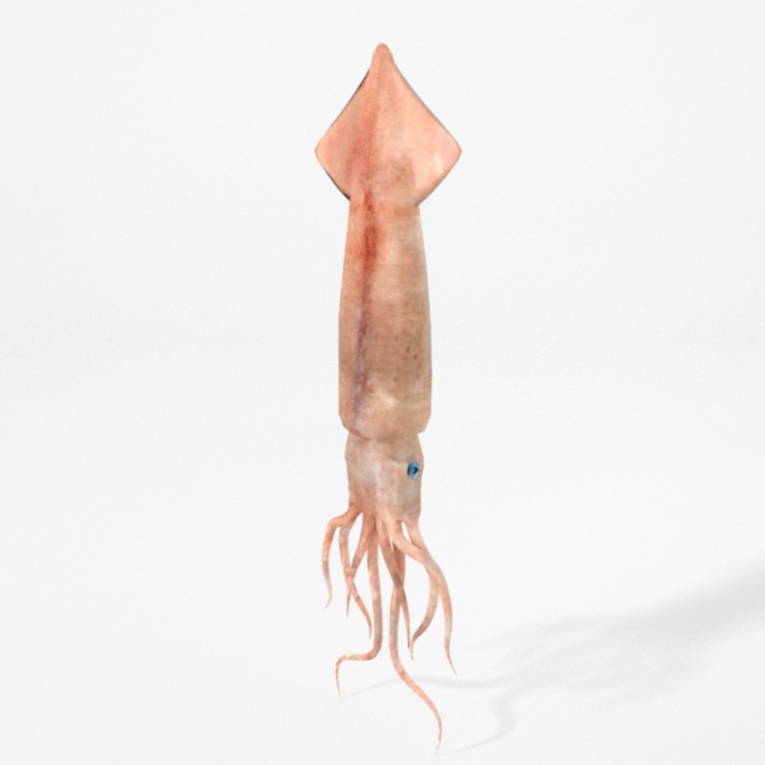 3D 16 marine animals model https://p.turbosquid.com/ts-thumb/7y/fXd0sS/EAzUaXfb/squid_realistic/png/1536893227/1920x1080/fit_q87/8cb8b2a6ebf81833f4769d7be9918149eb109f60/squid_realistic.jpg