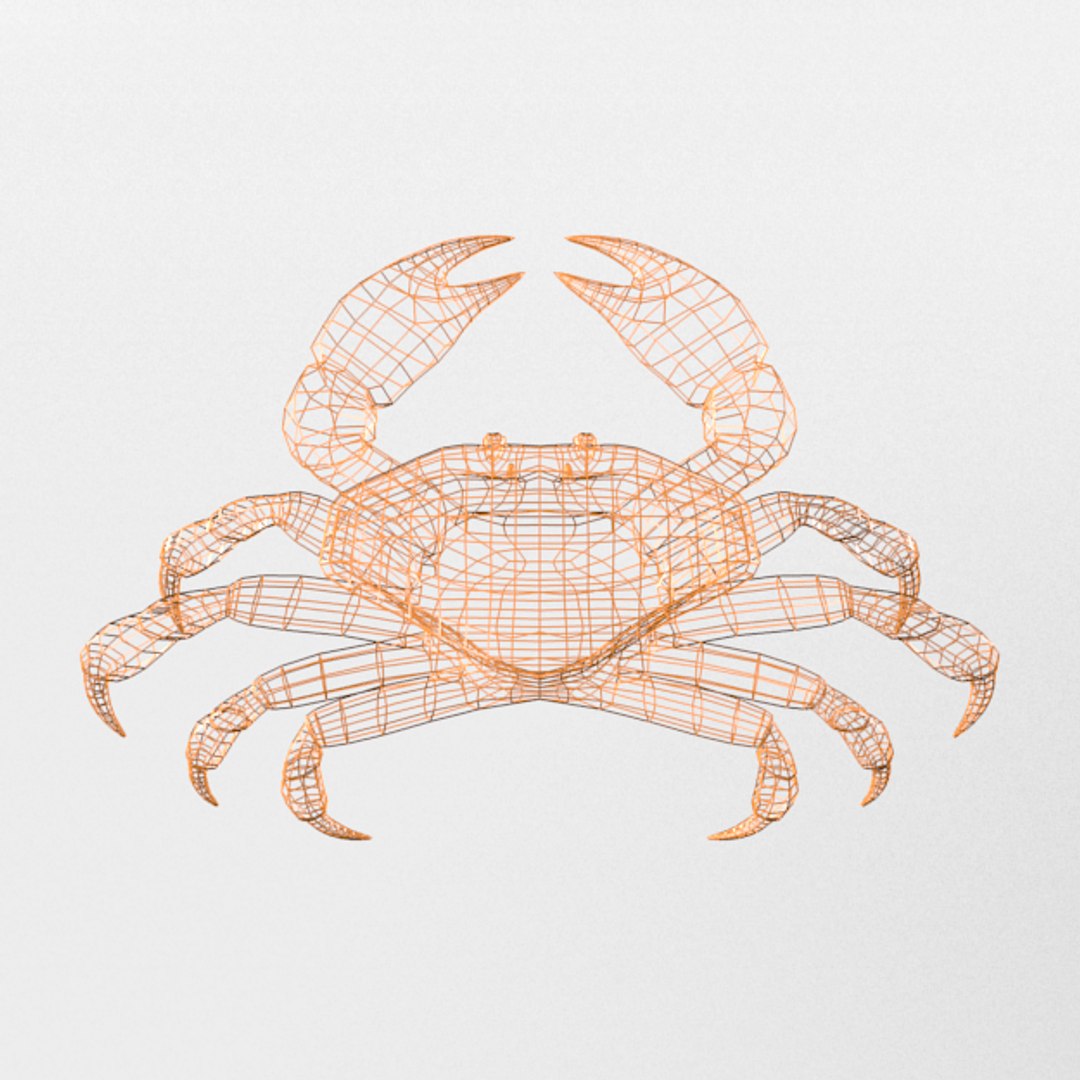 3D 16 marine animals model https://p.turbosquid.com/ts-thumb/7y/fXd0sS/EXaL8xGr/crab_realistic_back_wire/png/1536893226/1920x1080/fit_q87/cda3af258c8796963979133609a7842881e95d18/crab_realistic_back_wire.jpg