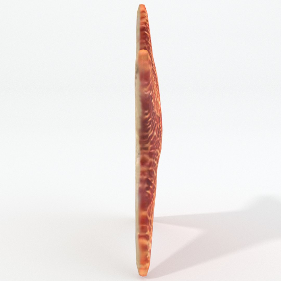 3D 16 marine animals model https://p.turbosquid.com/ts-thumb/7y/fXd0sS/IsMGTQv5/starfish_realistic_side/png/1536893228/1920x1080/fit_q87/aa7e73c3f56ca72d65aa9c9711f3dd0570276efe/starfish_realistic_side.jpg