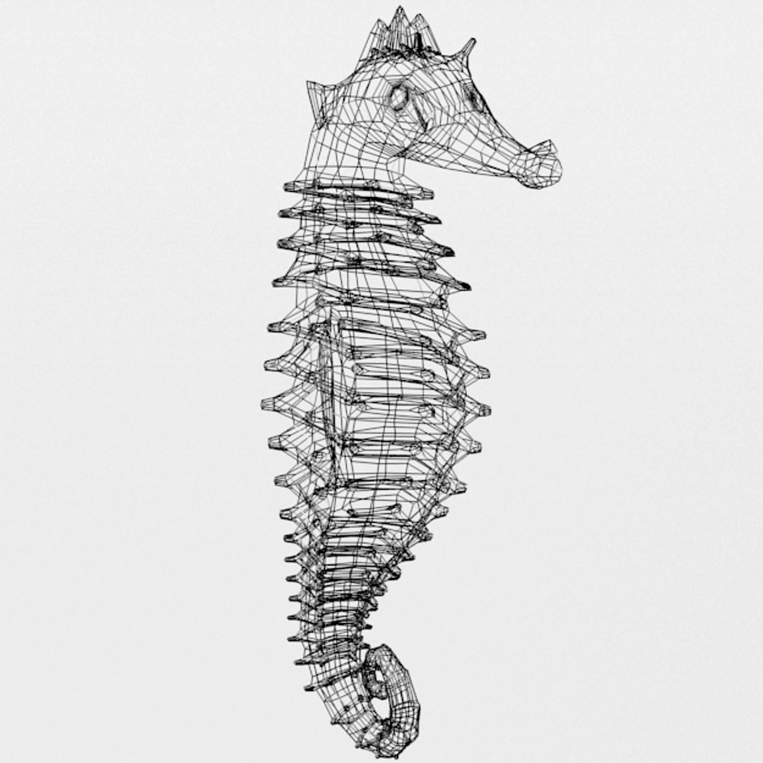3D 16 marine animals model https://p.turbosquid.com/ts-thumb/7y/fXd0sS/N5TwTJdp/seahorse_realistic_wire/png/1536893227/1920x1080/fit_q87/8ae64ebe1c936902db23f52d7b5d3bbe8228d332/seahorse_realistic_wire.jpg