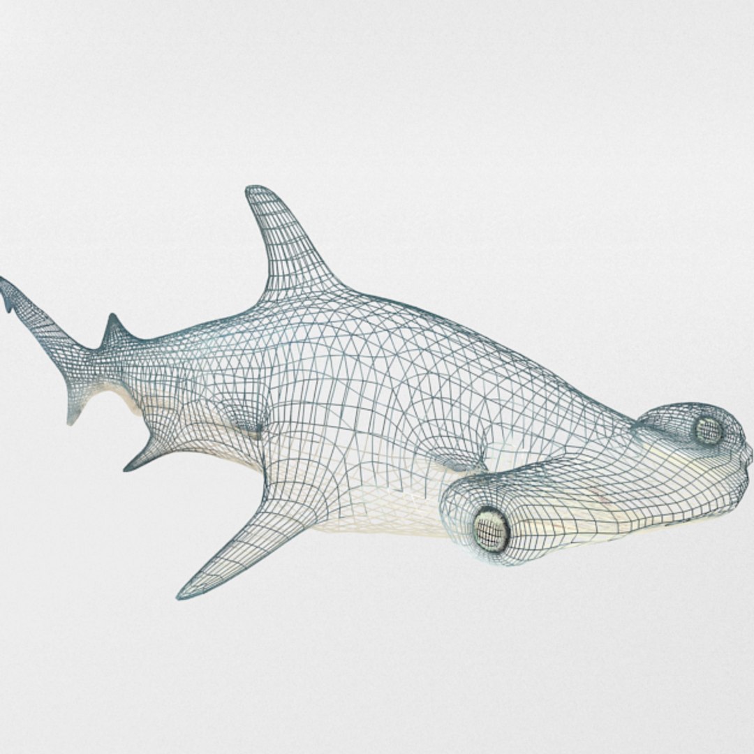 3D 16 marine animals model https://p.turbosquid.com/ts-thumb/7y/fXd0sS/NIlR52V2/hammerheadshark_realistic_wire/png/1536893226/1920x1080/fit_q87/ead2bb447d978d6256cc0a95a8d9245700a3c043/hammerheadshark_realistic_wire.jpg