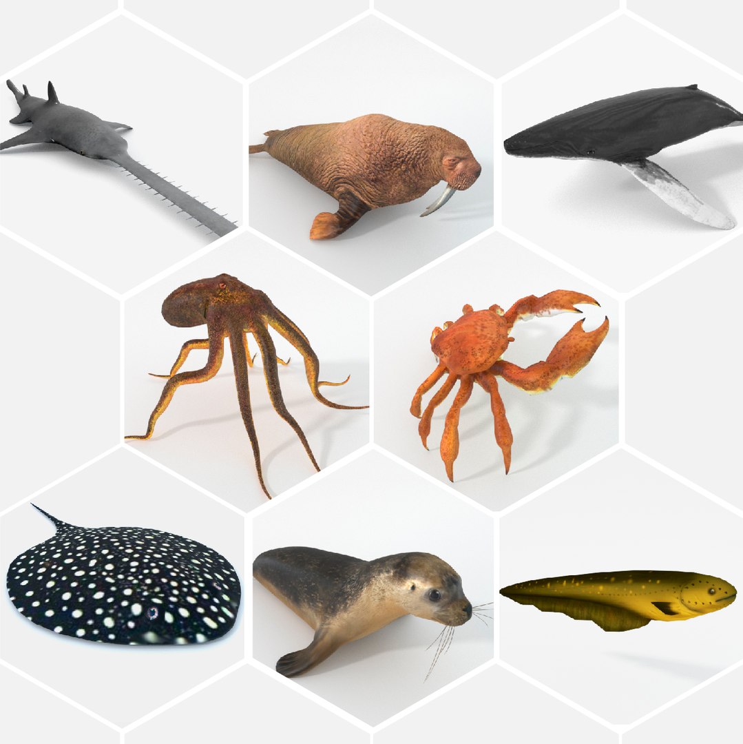 3D 16 marine animals model https://p.turbosquid.com/ts-thumb/7y/fXd0sS/Ol3dIIcR/68marineanimalspackanimalcollection/jpg/1536892797/1920x1080/fit_q87/58a36d771b3794bc3e4e52821c7eec5285aab12f/68marineanimalspackanimalcollection.jpg