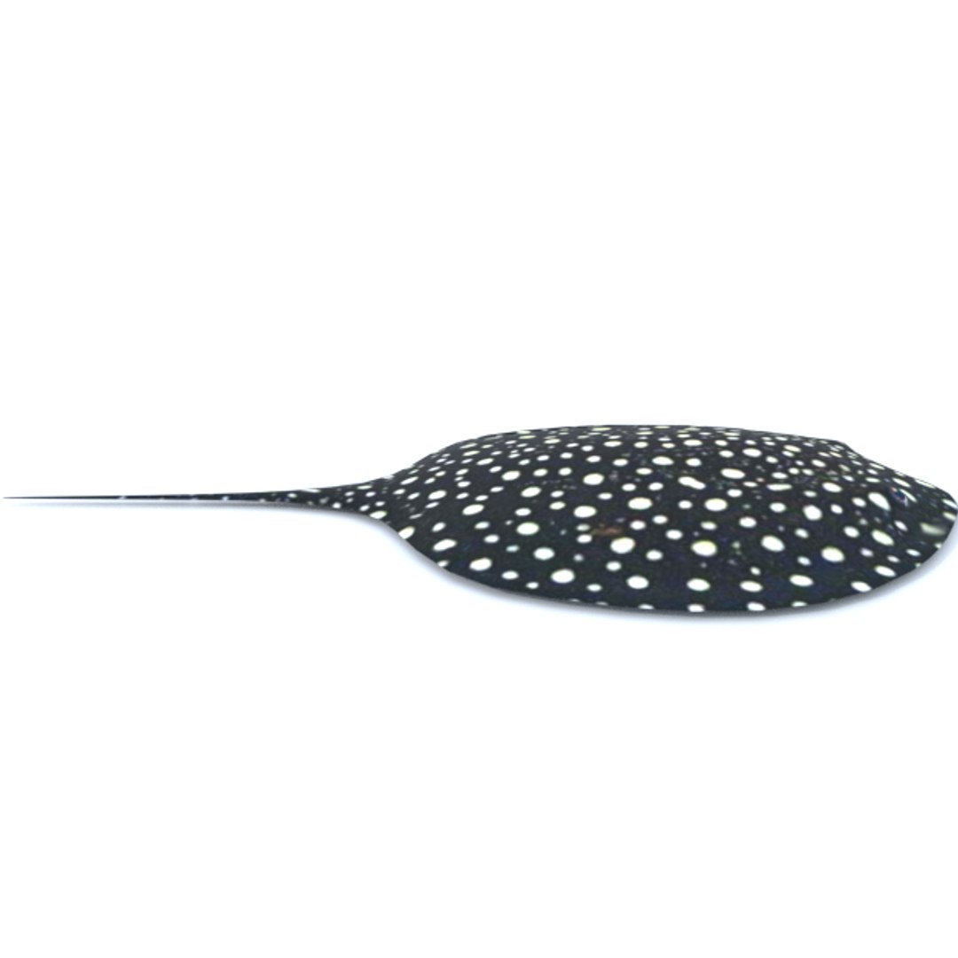 3D 16 marine animals model https://p.turbosquid.com/ts-thumb/7y/fXd0sS/Qj0UwXbe/stingray_realistic_side/png/1536893228/1920x1080/fit_q87/3b83bc9990091cf67358c2f9c046b7916a8ea106/stingray_realistic_side.jpg