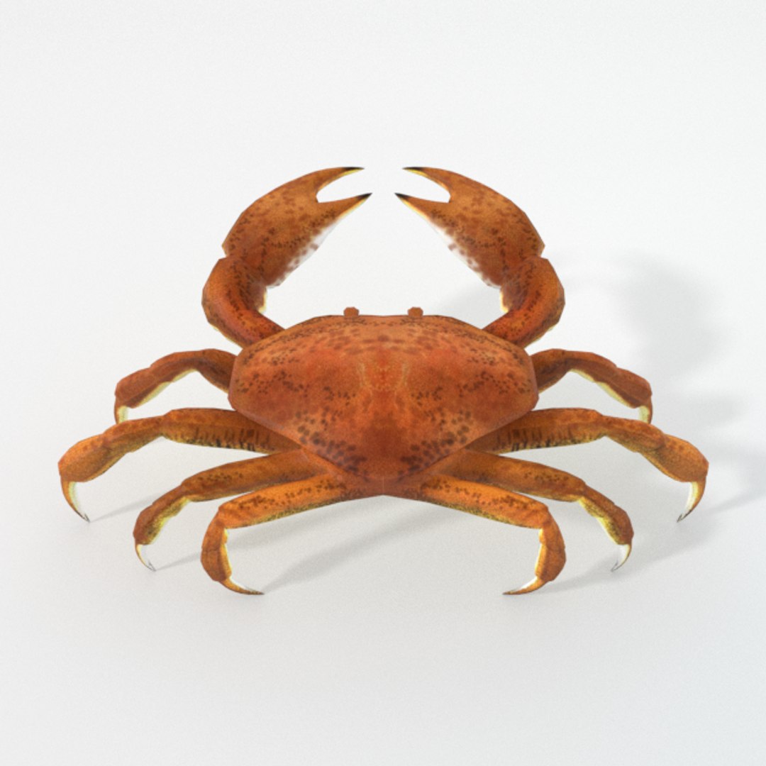 3D 16 marine animals model https://p.turbosquid.com/ts-thumb/7y/fXd0sS/RpqtxV7h/crab_realistic_back/png/1536893226/1920x1080/fit_q87/7be557b7f9f95a06e1d17516caf9dc6e977464ad/crab_realistic_back.jpg