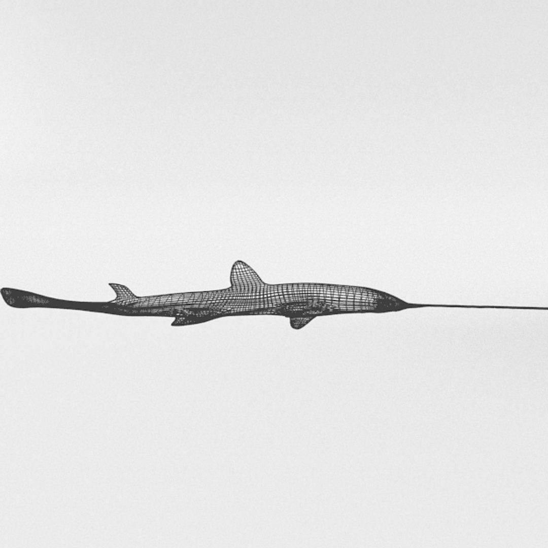 3D 16 marine animals model https://p.turbosquid.com/ts-thumb/7y/fXd0sS/U1r5Z9WE/sawshark_realistic_side_wire/png/1536893227/1920x1080/fit_q87/85ca29d6da1d1696bf3f0fc3a4b24b57322f0c9f/sawshark_realistic_side_wire.jpg