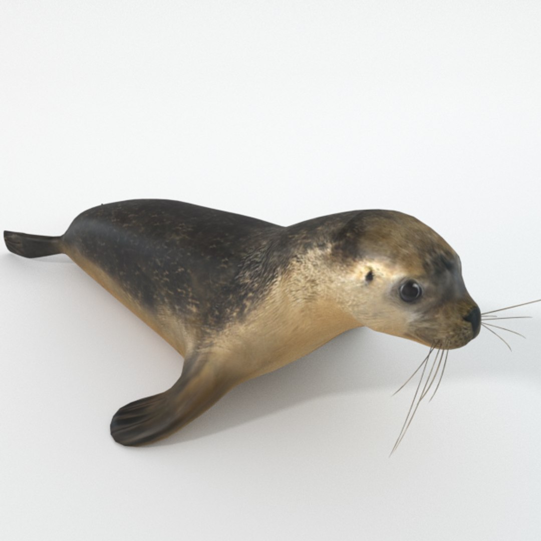 3D 16 marine animals model https://p.turbosquid.com/ts-thumb/7y/fXd0sS/URP1Qm6p/seal_realistic_/png/1536893227/1920x1080/fit_q87/fb2da4307a179e1577663f1c3fa4aa9662e18ba9/seal_realistic_.jpg