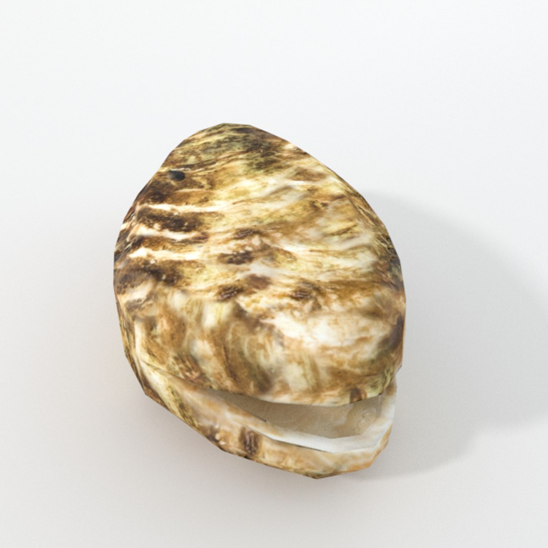 3D 16 marine animals model https://p.turbosquid.com/ts-thumb/7y/fXd0sS/W0SDXpfK/oyster_realistic_side/png/1536893227/1920x1080/fit_q87/cf8af25cfbb4ad423327815f414973c5e1186ea6/oyster_realistic_side.jpg