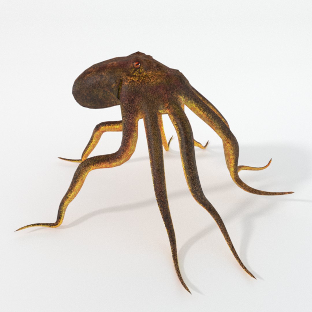3D 16 marine animals model https://p.turbosquid.com/ts-thumb/7y/fXd0sS/WU37KKV2/octopus_realistic_side/png/1536893227/1920x1080/fit_q87/8a0d0f34ce2a001878d2c8523c477adb8b28cf2b/octopus_realistic_side.jpg