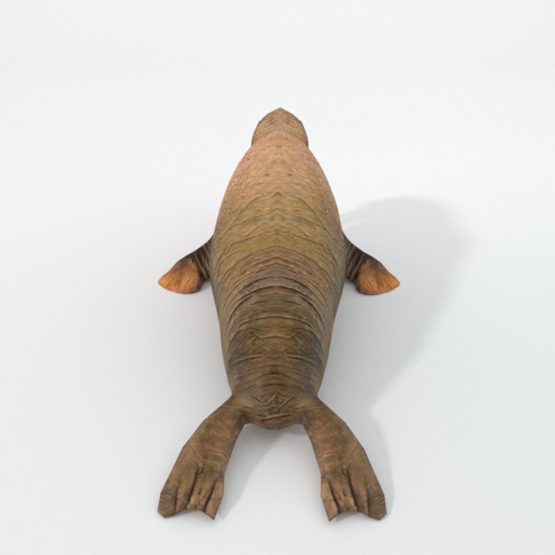3D 16 marine animals model https://p.turbosquid.com/ts-thumb/7y/fXd0sS/XNTaMRMK/walrus_realistic_back/png/1536893228/1920x1080/fit_q87/c538c9a7a6abe51953dbffd9f53034fc84a01c5e/walrus_realistic_back.jpg