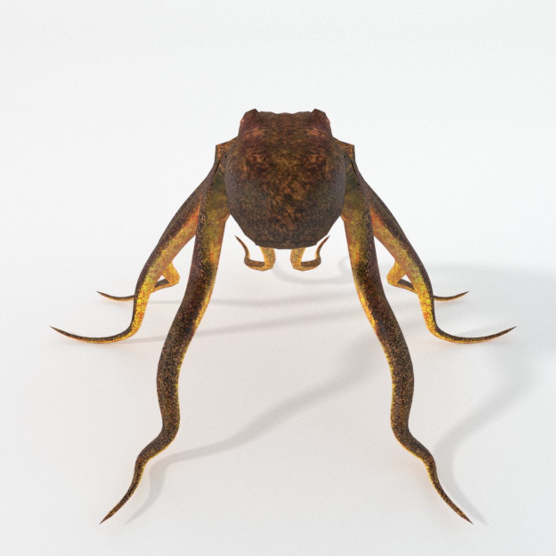 3D 16 marine animals model https://p.turbosquid.com/ts-thumb/7y/fXd0sS/aBsWb3y9/octopus_realistic_back/png/1536893226/1920x1080/fit_q87/5c7e1249d199dec67661f91b05fb9acdc06836c5/octopus_realistic_back.jpg