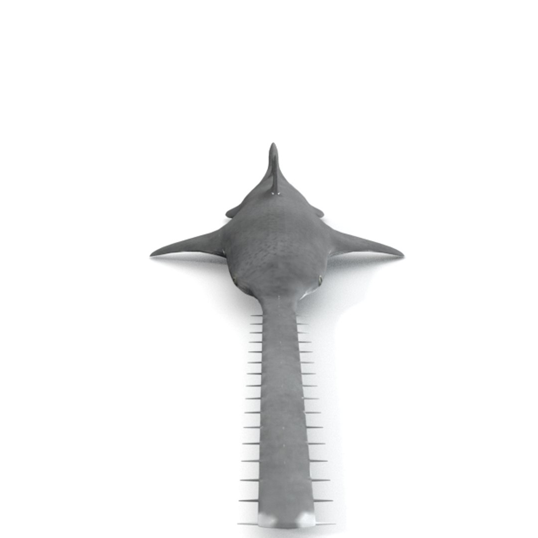 3D 16 marine animals model https://p.turbosquid.com/ts-thumb/7y/fXd0sS/aMlxwHFy/sawshark_realistic_front/png/1536893227/1920x1080/fit_q87/7189e0fcc8e6ad748848e4260ee7321949da0b7d/sawshark_realistic_front.jpg