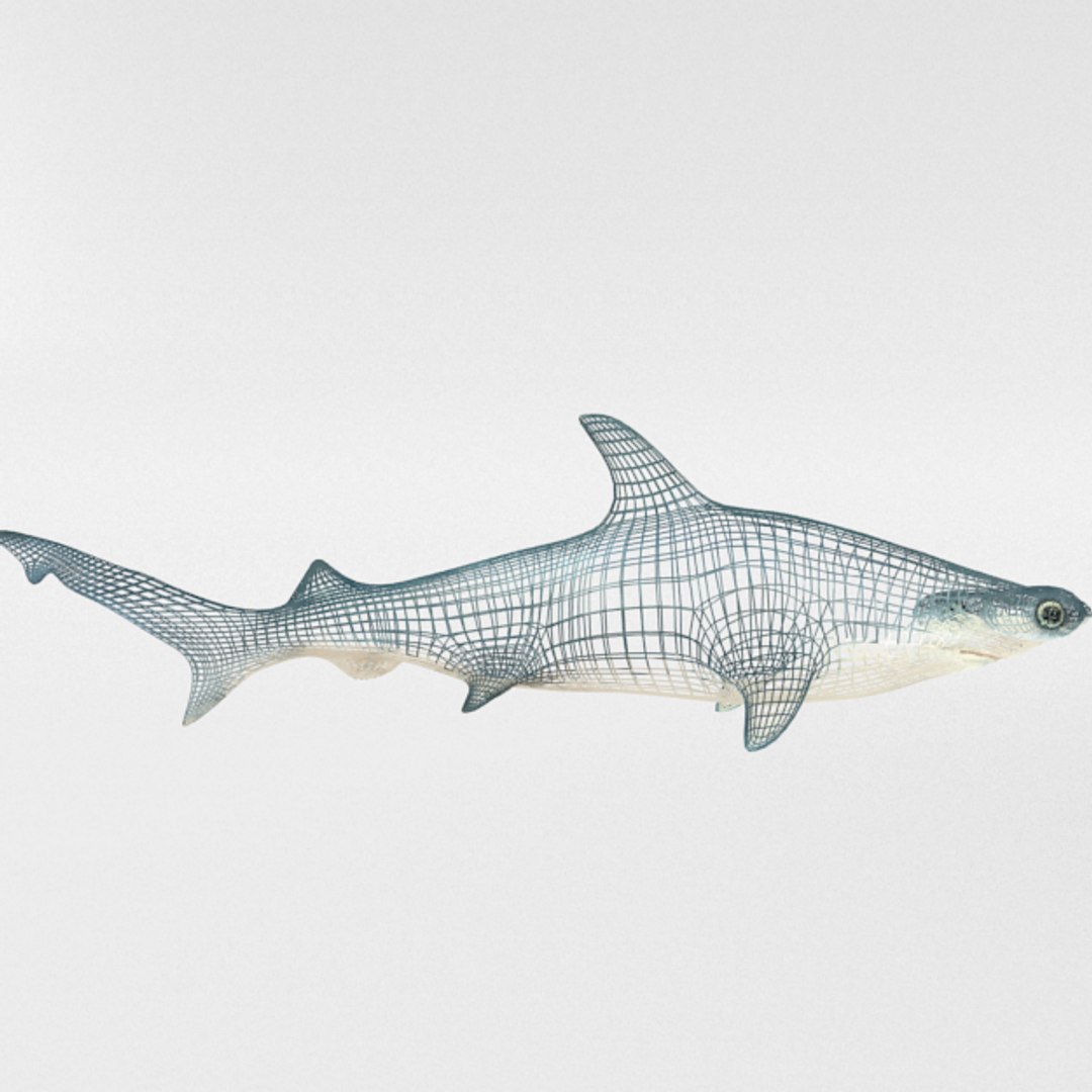 3D 16 marine animals model https://p.turbosquid.com/ts-thumb/7y/fXd0sS/bevN2lcM/hammerheadshark_realistic_side_wire/png/1536893226/1920x1080/fit_q87/48aa3fd8c1f73d54c49146b4db73ff395c6ae10d/hammerheadshark_realistic_side_wire.jpg