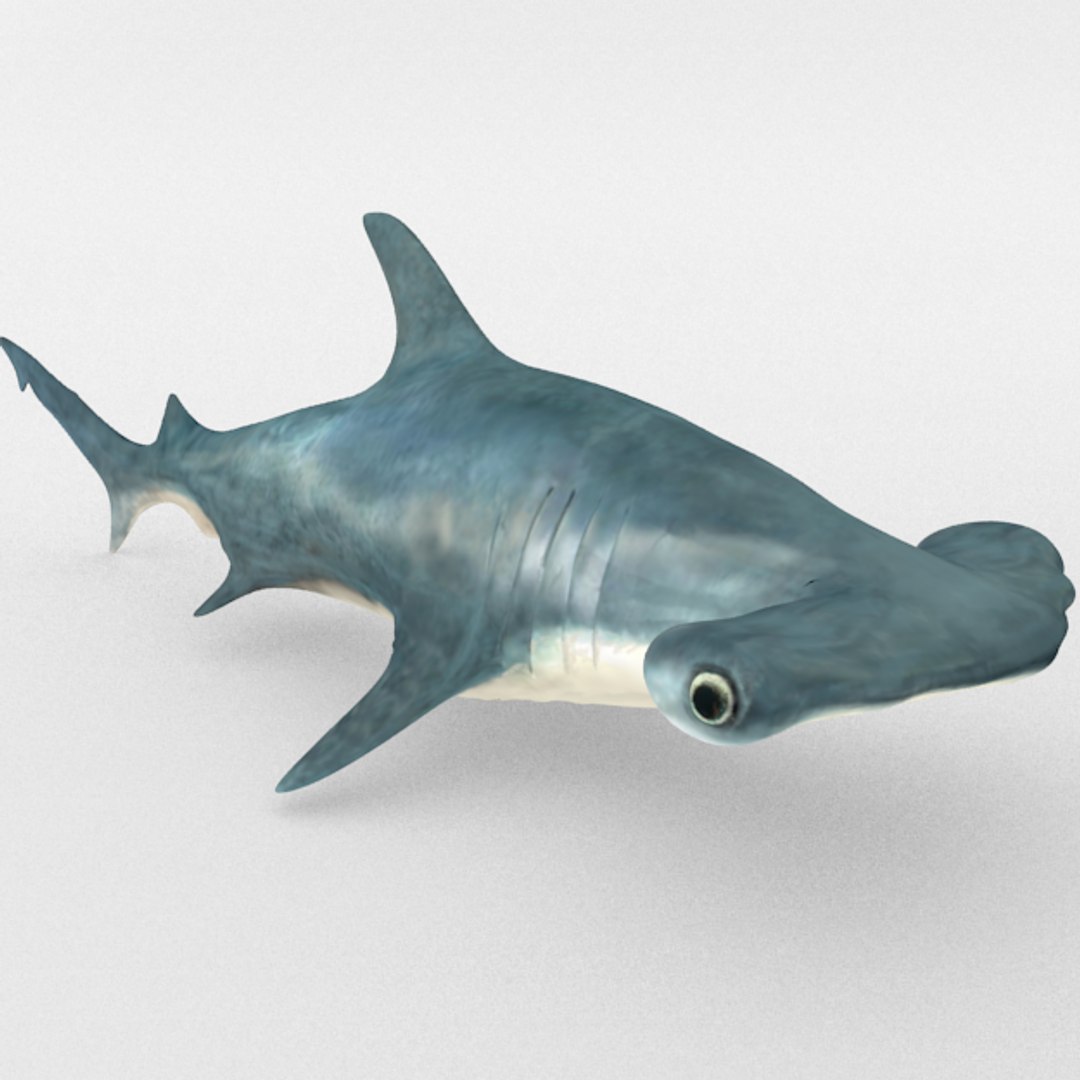 3D 16 marine animals model https://p.turbosquid.com/ts-thumb/7y/fXd0sS/cORe0LBS/hammerheadshark_realistic/png/1536893226/1920x1080/fit_q87/02d41f227359a4f57dc50586a76ef379263c4f92/hammerheadshark_realistic.jpg
