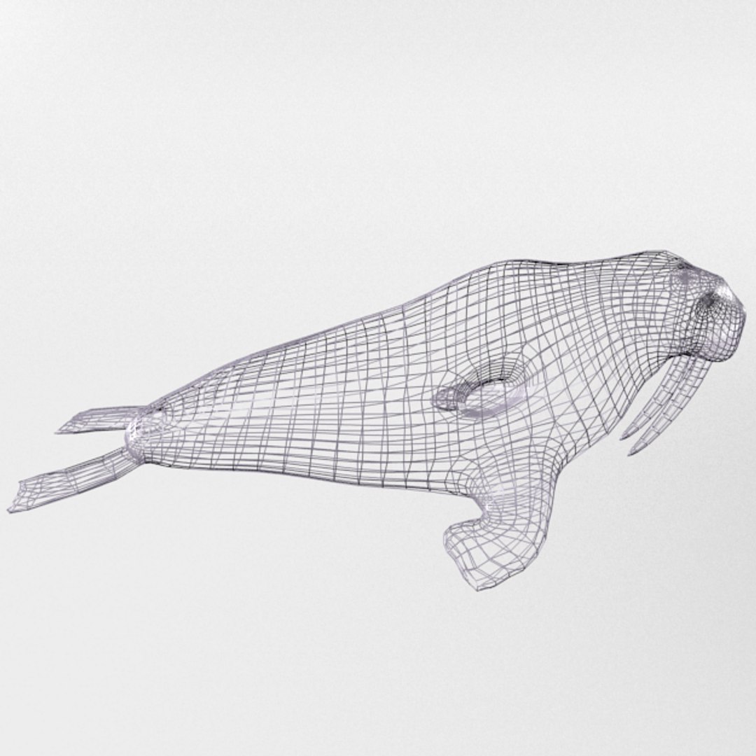 3D 16 marine animals model https://p.turbosquid.com/ts-thumb/7y/fXd0sS/fJBgolj9/walrus_realistic_side_wire/png/1536893228/1920x1080/fit_q87/e0734b9a345a2505dd114149f33c1c2402bbcc18/walrus_realistic_side_wire.jpg