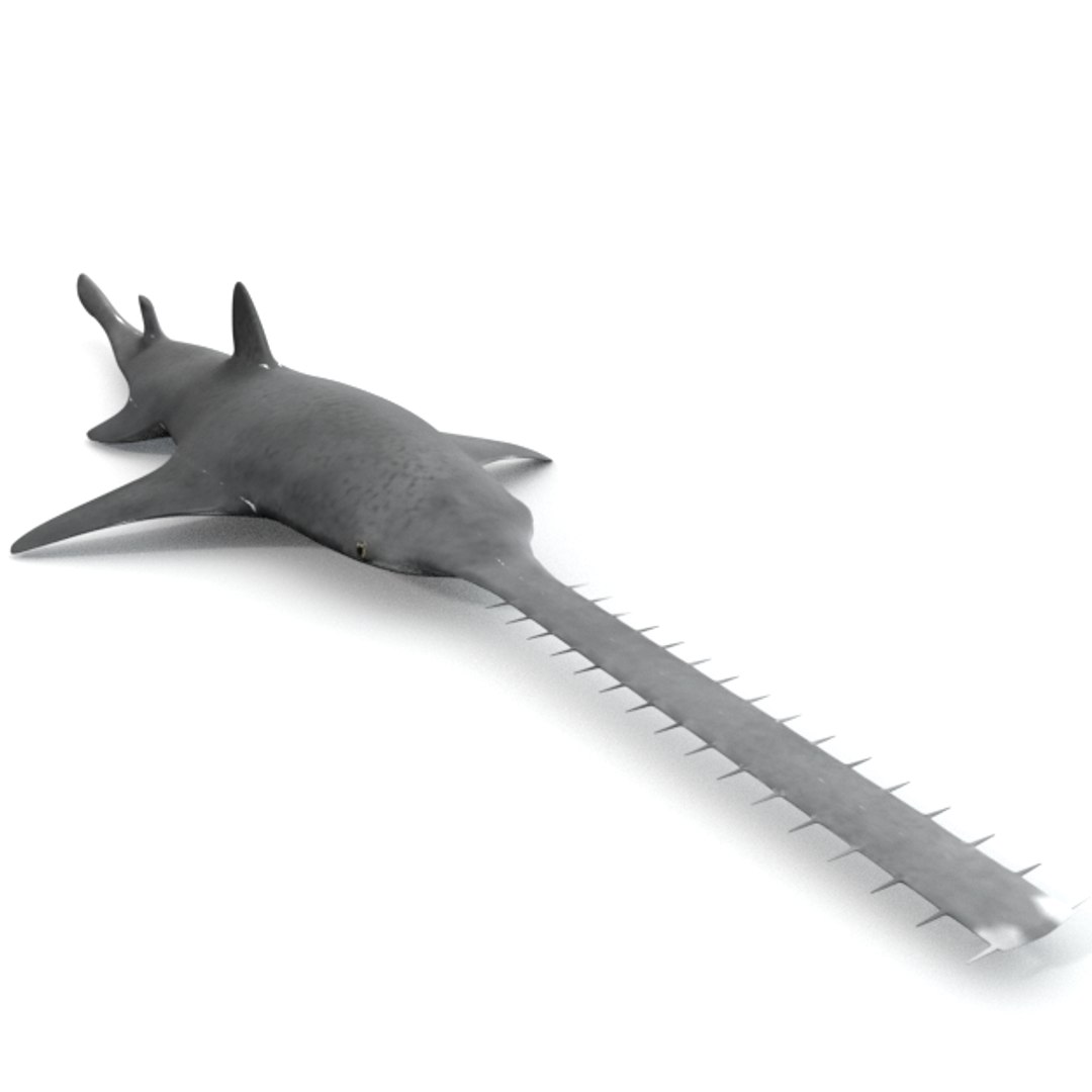 3D 16 marine animals model https://p.turbosquid.com/ts-thumb/7y/fXd0sS/lWh8ubhb/sawshark_realistic/png/1536893227/1920x1080/fit_q87/ef30131dc289feb8ccf4aaeb994d8e4c12e57b89/sawshark_realistic.jpg