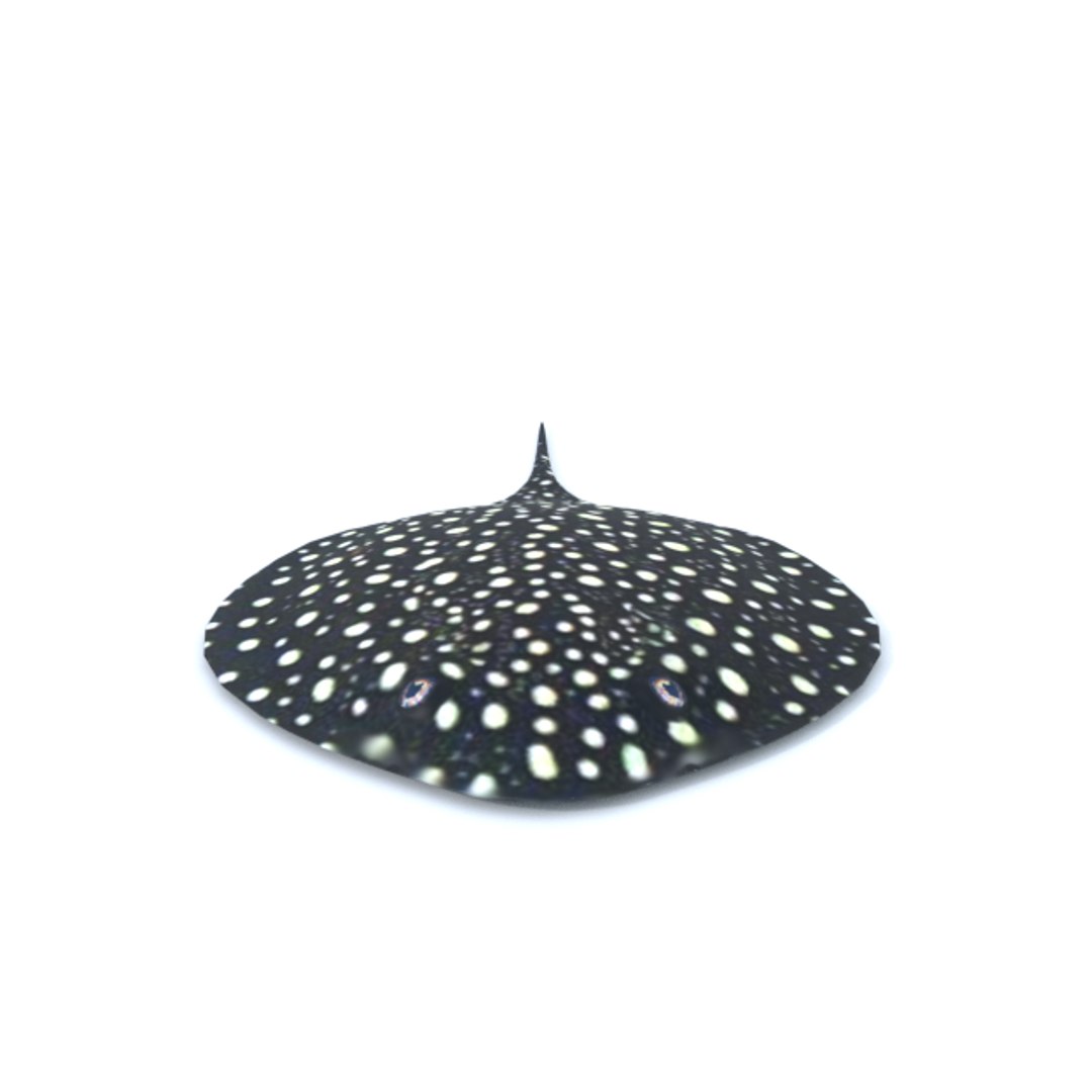 3D 16 marine animals model https://p.turbosquid.com/ts-thumb/7y/fXd0sS/lxLHGTZj/stingray_realistic_front/png/1536893228/1920x1080/fit_q87/bbc1e6aaed6108ba1bfca34d64a06e48c81d8480/stingray_realistic_front.jpg