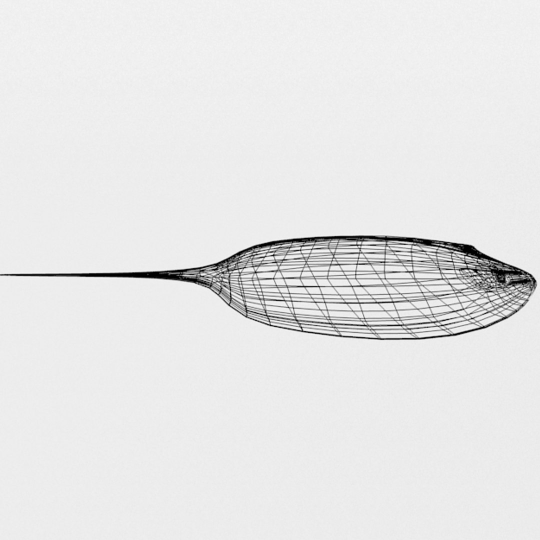 3D 16 marine animals model https://p.turbosquid.com/ts-thumb/7y/fXd0sS/nmf6sRLc/stingray_realistic_side_wire/png/1536893228/1920x1080/fit_q87/ea36f3b6e80f47255847e9c7665ecc9b6f4ebab9/stingray_realistic_side_wire.jpg