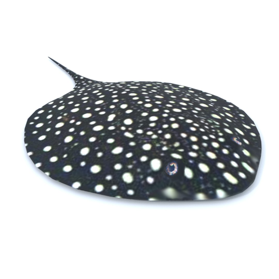 3D 16 marine animals model https://p.turbosquid.com/ts-thumb/7y/fXd0sS/nrCJS3e7/stingray_realistic/png/1536893228/1920x1080/fit_q87/e55a38a4ee64c32ac16c816820388b38bccda52a/stingray_realistic.jpg