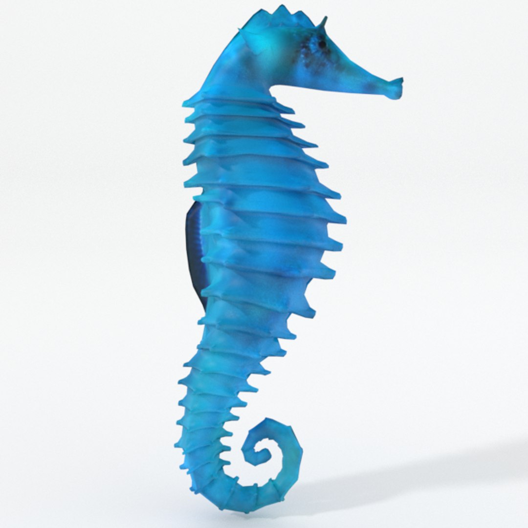 3D 16 marine animals model https://p.turbosquid.com/ts-thumb/7y/fXd0sS/sYce1cBY/seahorse_realistic_side/png/1536893227/1920x1080/fit_q87/20d80e005c358b78817c23e57150e090f163b25e/seahorse_realistic_side.jpg