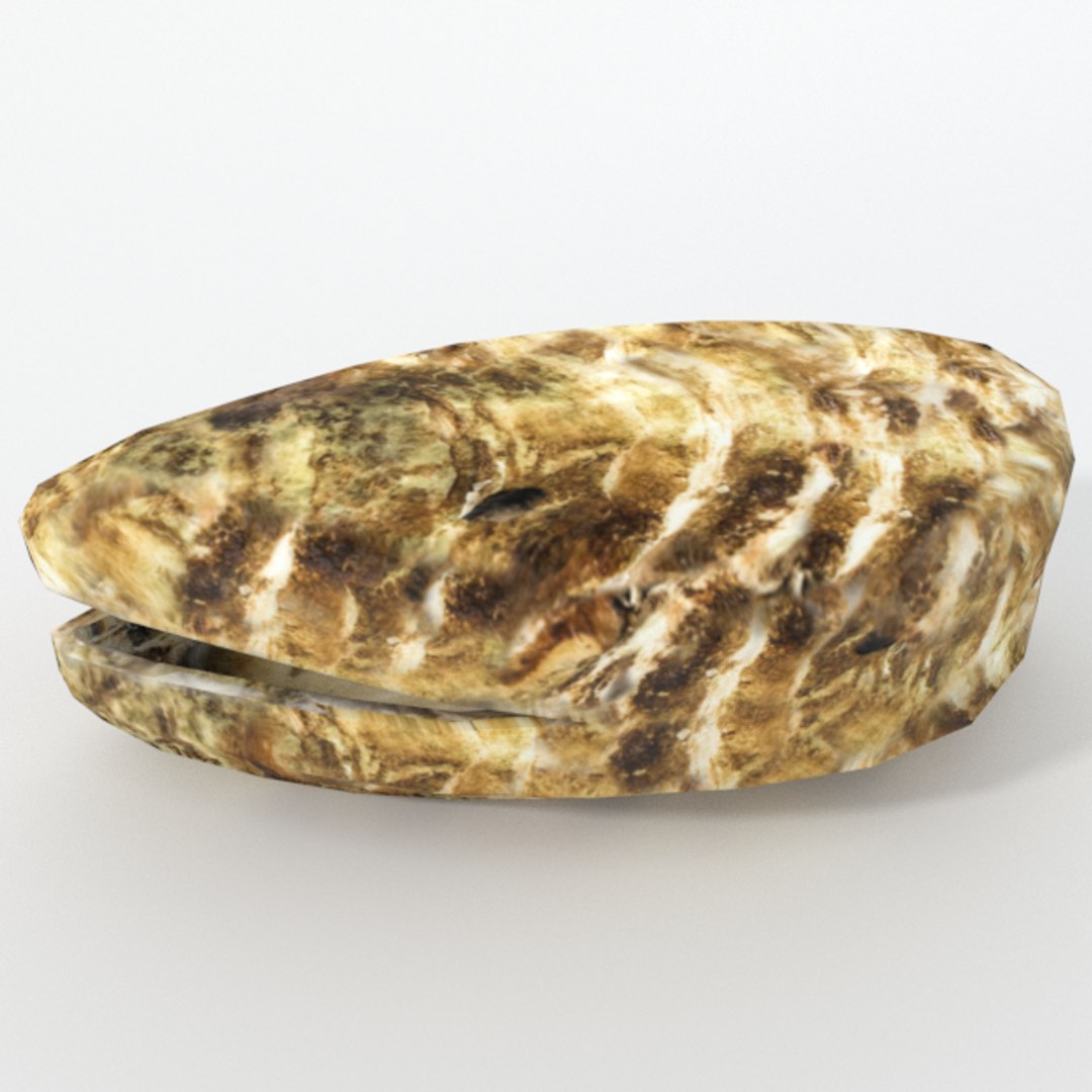 3D 16 marine animals model https://p.turbosquid.com/ts-thumb/7y/fXd0sS/tF5IFUHv/oyster_realistic_back/png/1536893227/1920x1080/fit_q87/f47a32e8fd8a93ed48fa85df7d7661757ff428f8/oyster_realistic_back.jpg