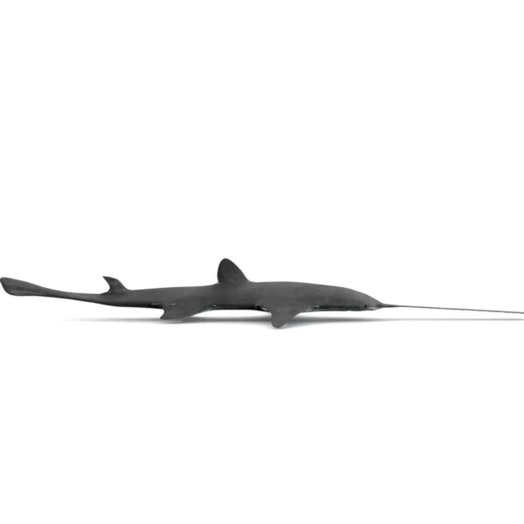 3D 16 marine animals model https://p.turbosquid.com/ts-thumb/7y/fXd0sS/whWiuGe6/sawshark_realistic_side/png/1536893227/1920x1080/fit_q87/4e9a250b19a1eda2dcef035348bd98099bf723d3/sawshark_realistic_side.jpg