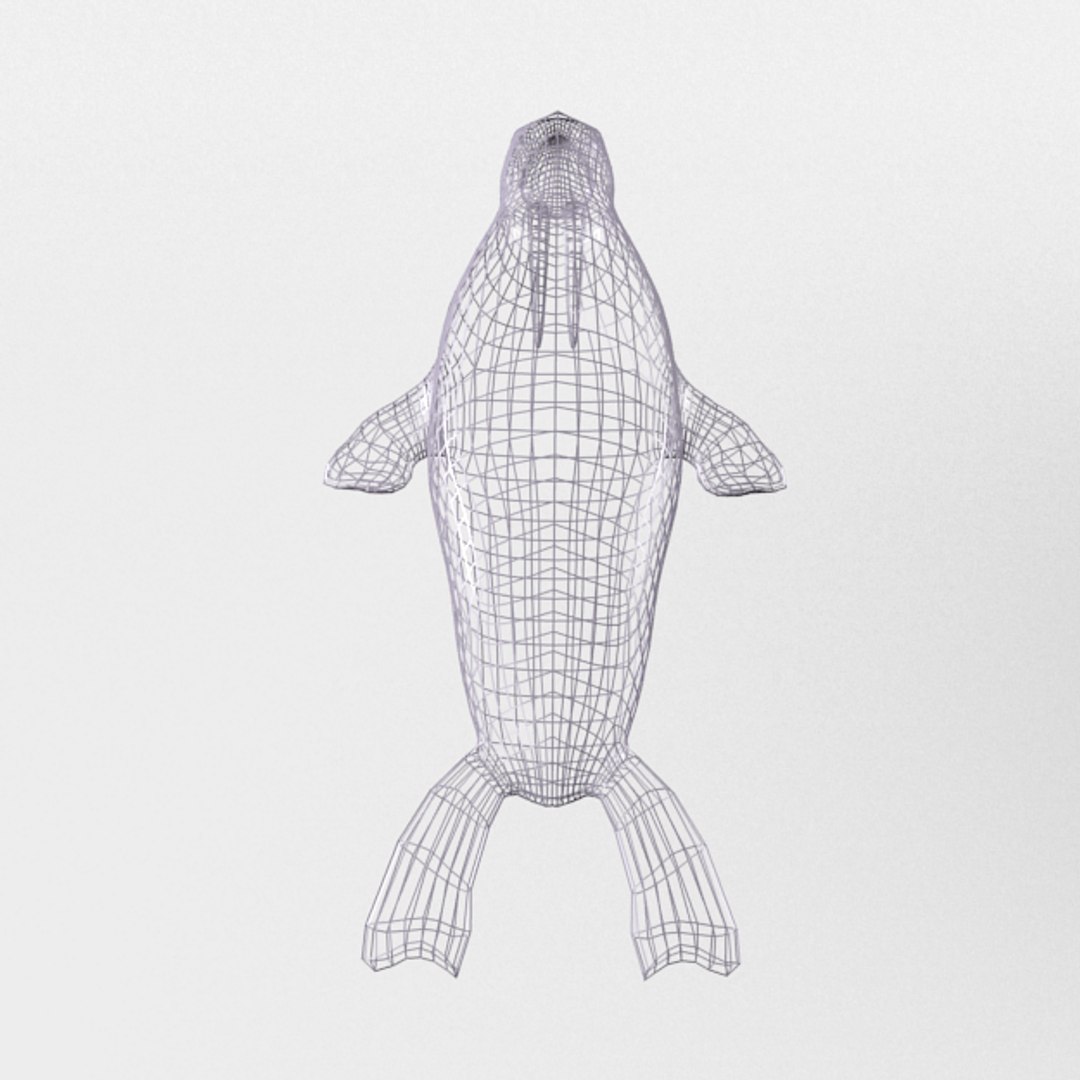 3D 16 marine animals model https://p.turbosquid.com/ts-thumb/7y/fXd0sS/wu3d5LZB/walrus_realistic_back_wire/png/1536893228/1920x1080/fit_q87/00a06e6da520ad1eb9558a1de3628c390d2172d1/walrus_realistic_back_wire.jpg
