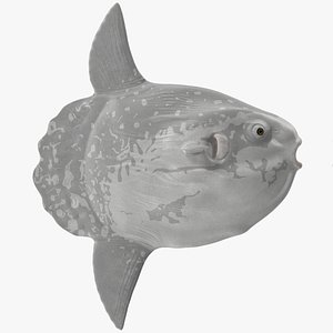 Mola Mola Ocean Sunfish Rigged for Modo model