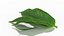 tea leaf 3D model