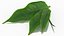 tea leaf 3D model