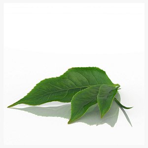 tea leaf 3D model