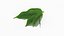 tea leaf 3D model